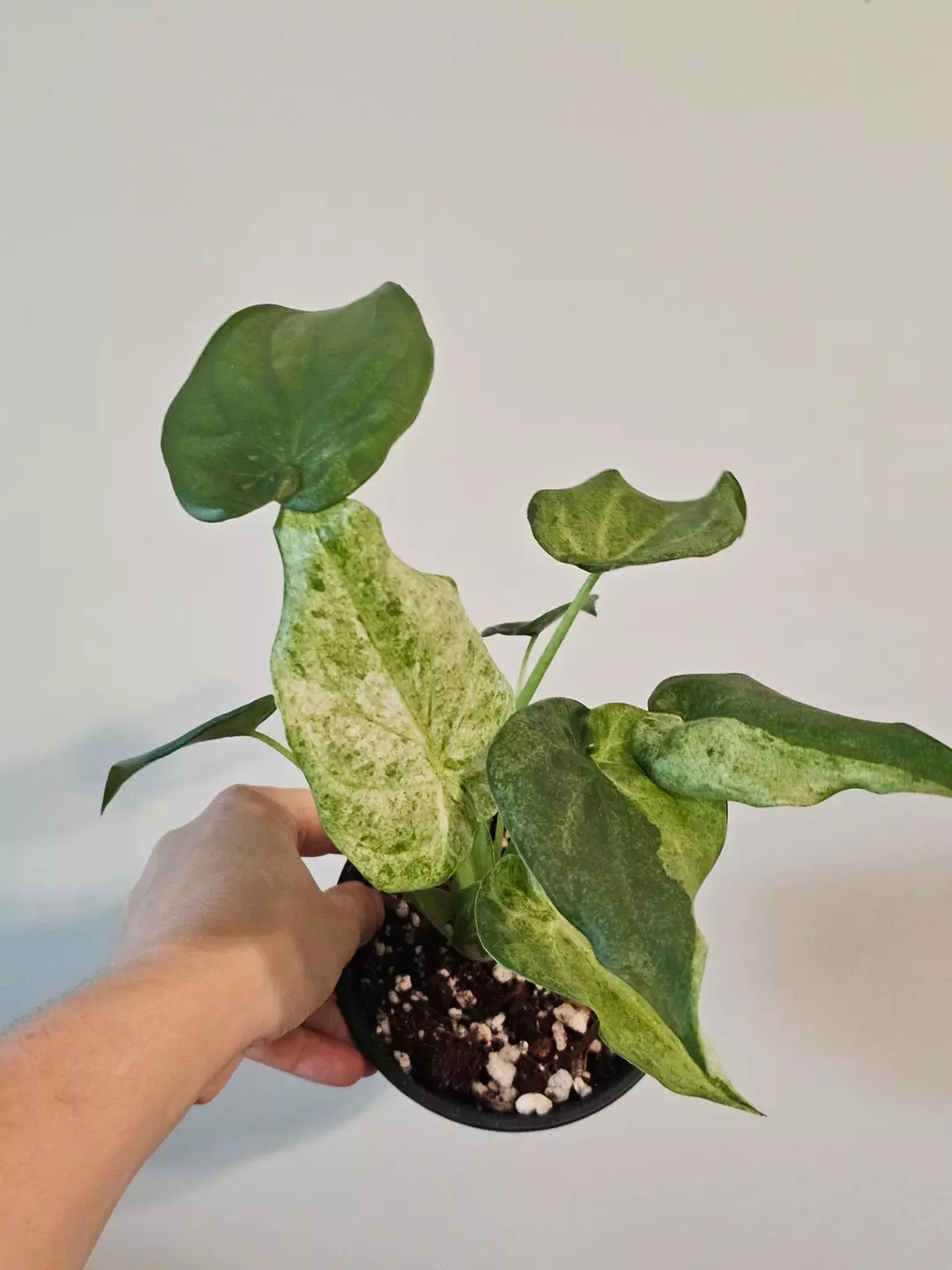 Alocasia Cucullata mint thumbnail