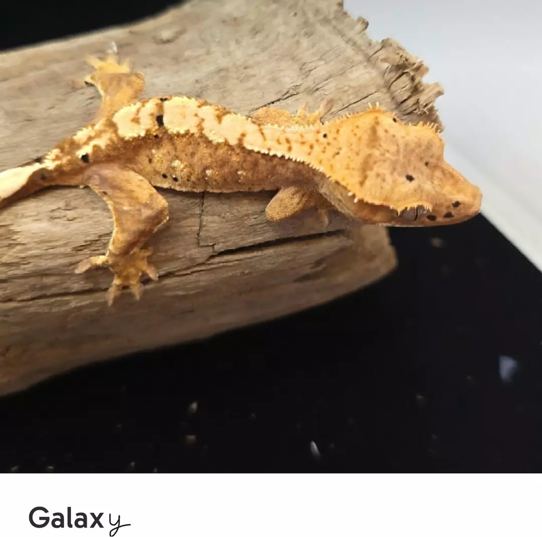 Galaxy - 100% het axanthic yellow harlequin dalmatian thumbnail