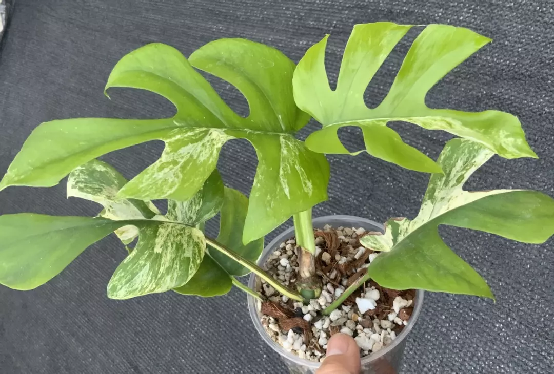 Rhaphidophora Tetrasperma Migma thumbnail