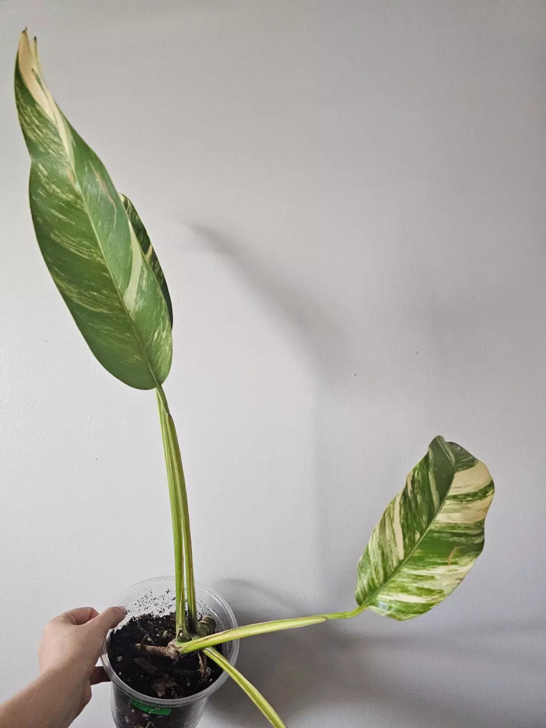 Epipremnum giganteum blue java aurea thumbnail