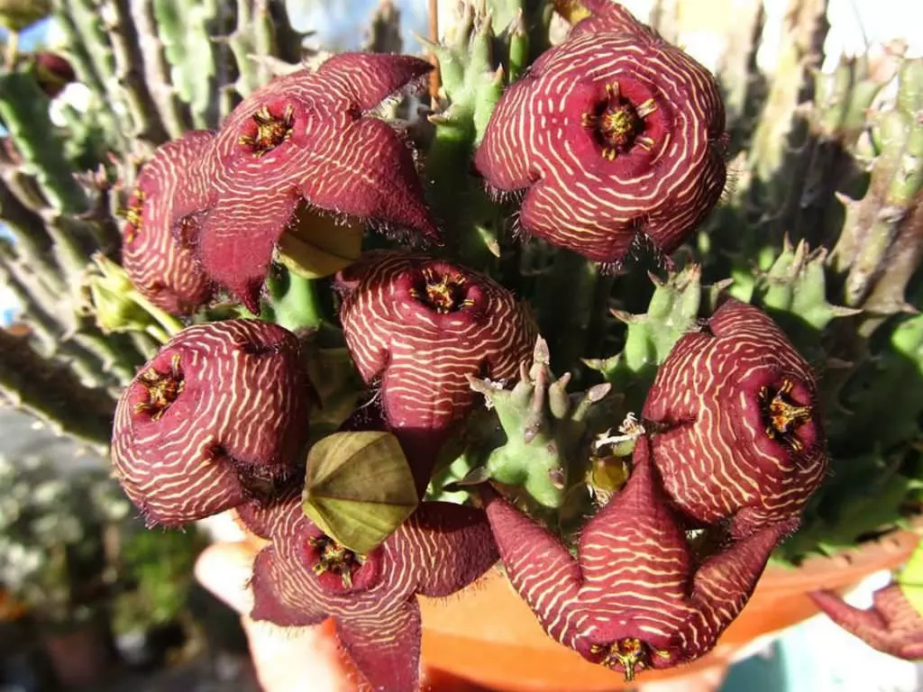 Tromotriche (Stapelia) revoluta var. tigrida thumbnail