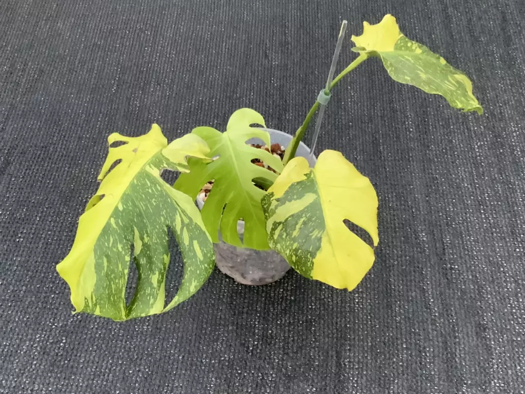 Monstera Deliciosa Electrolyte thumbnail