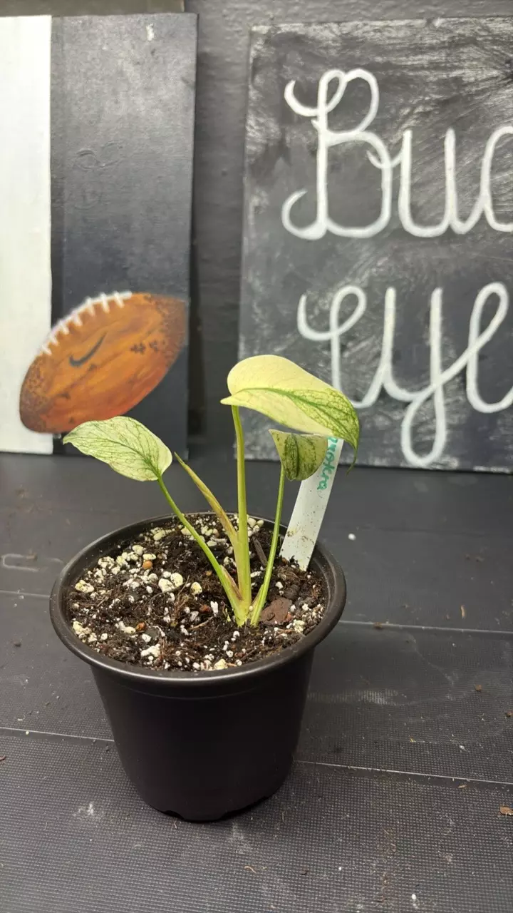 Monstera Mint thumbnail