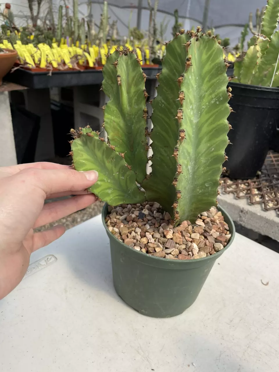 Large Euphorbia watusi thumbnail