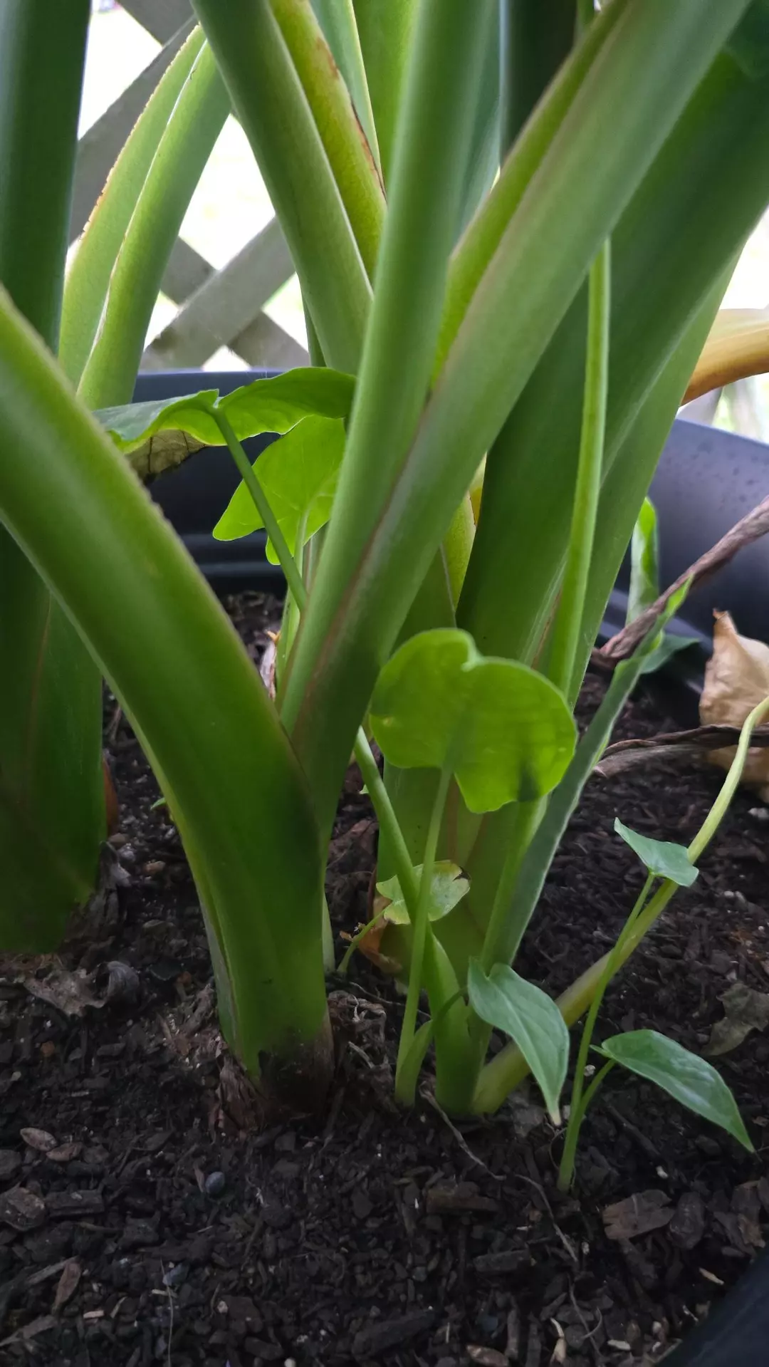 Arrow Leaf Alocasia Pup — Starter Division (RV Garden Grown) thumbnail