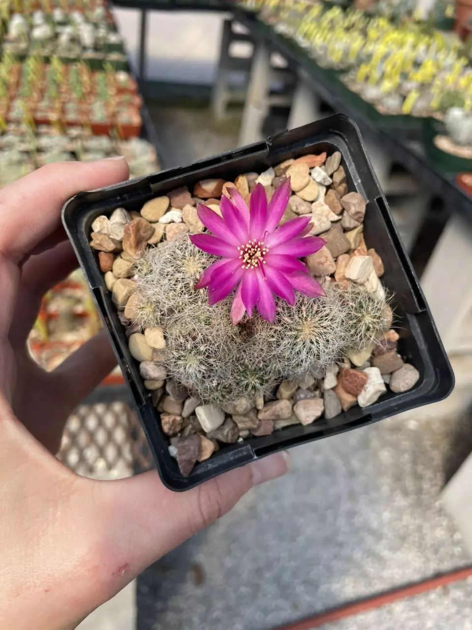 Sulcorebutia gerosenile thumbnail