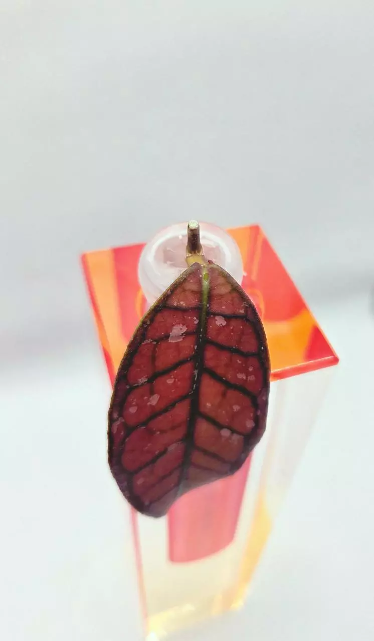 Hoya Gunung Gading Ghost Cutting Unrooted thumbnail