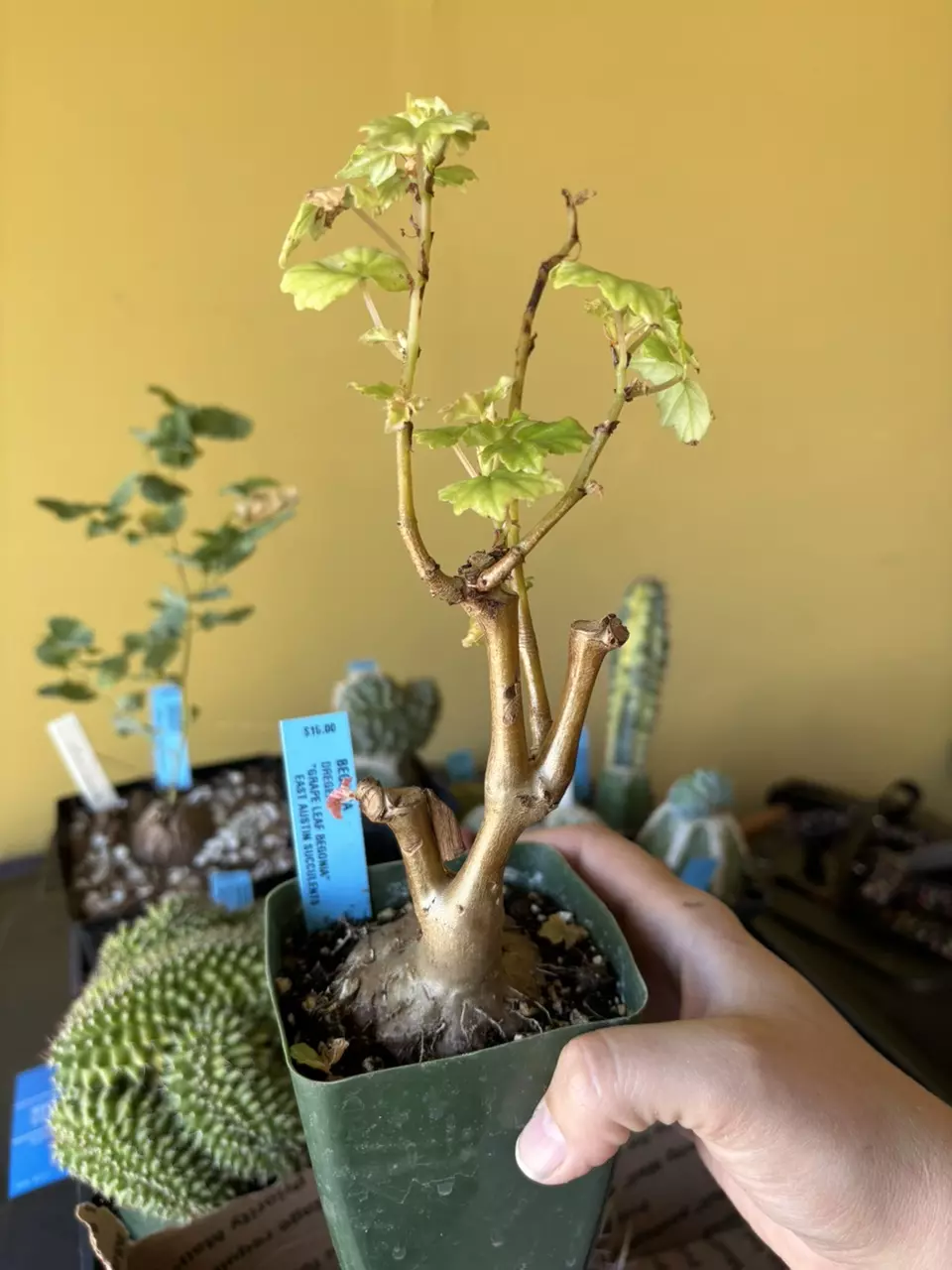 Begonia dregerii thumbnail