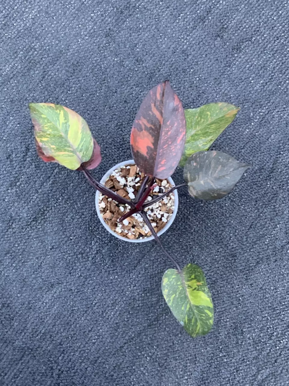 Philodendron Orange Princess Galaxy Marble ( tricolor) variegated thumbnail