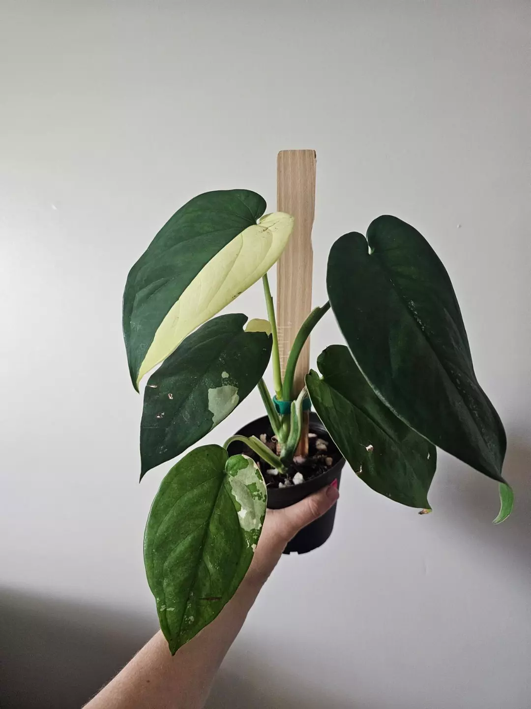 Syngonium chiapense albo thumbnail