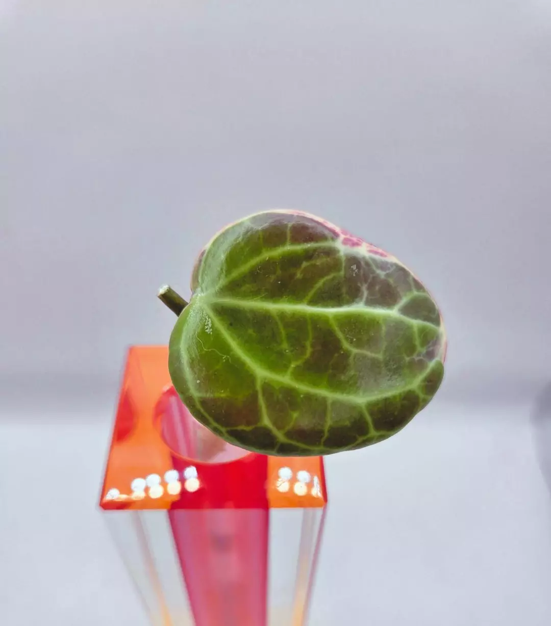 Hoya Quinquenervia Little Plu Cutting thumbnail