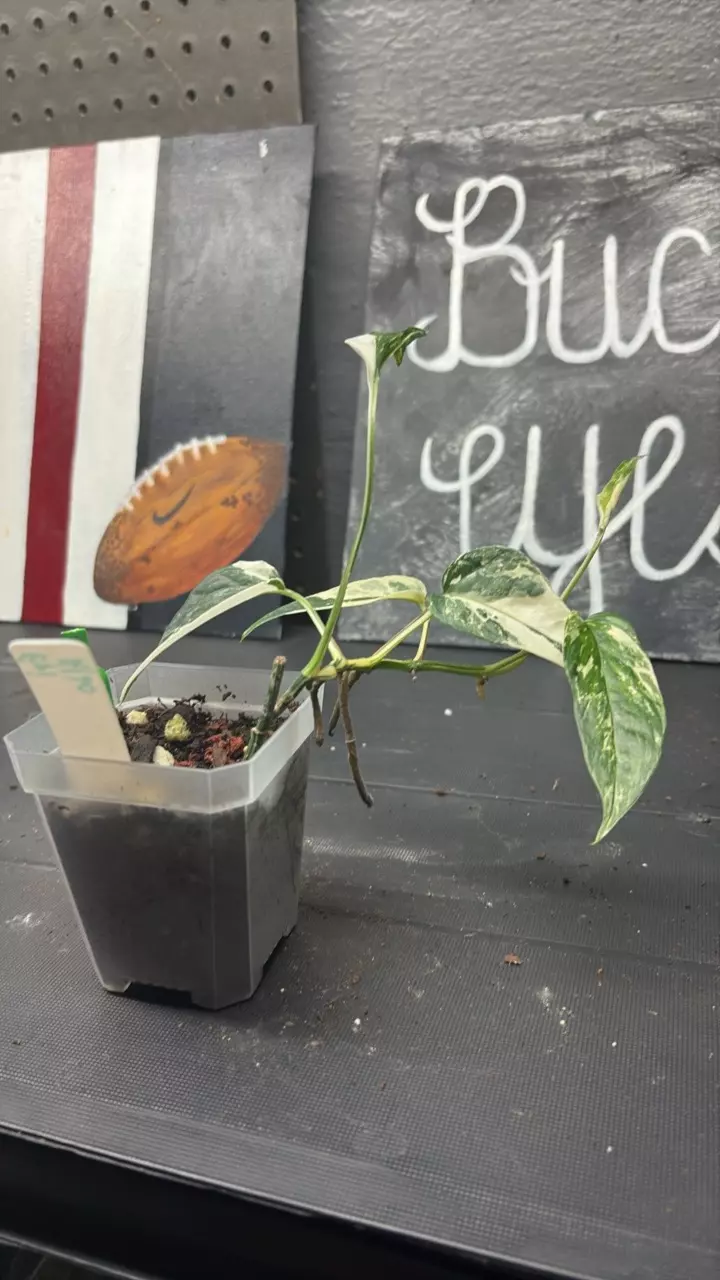 Epipremnum Albo thumbnail