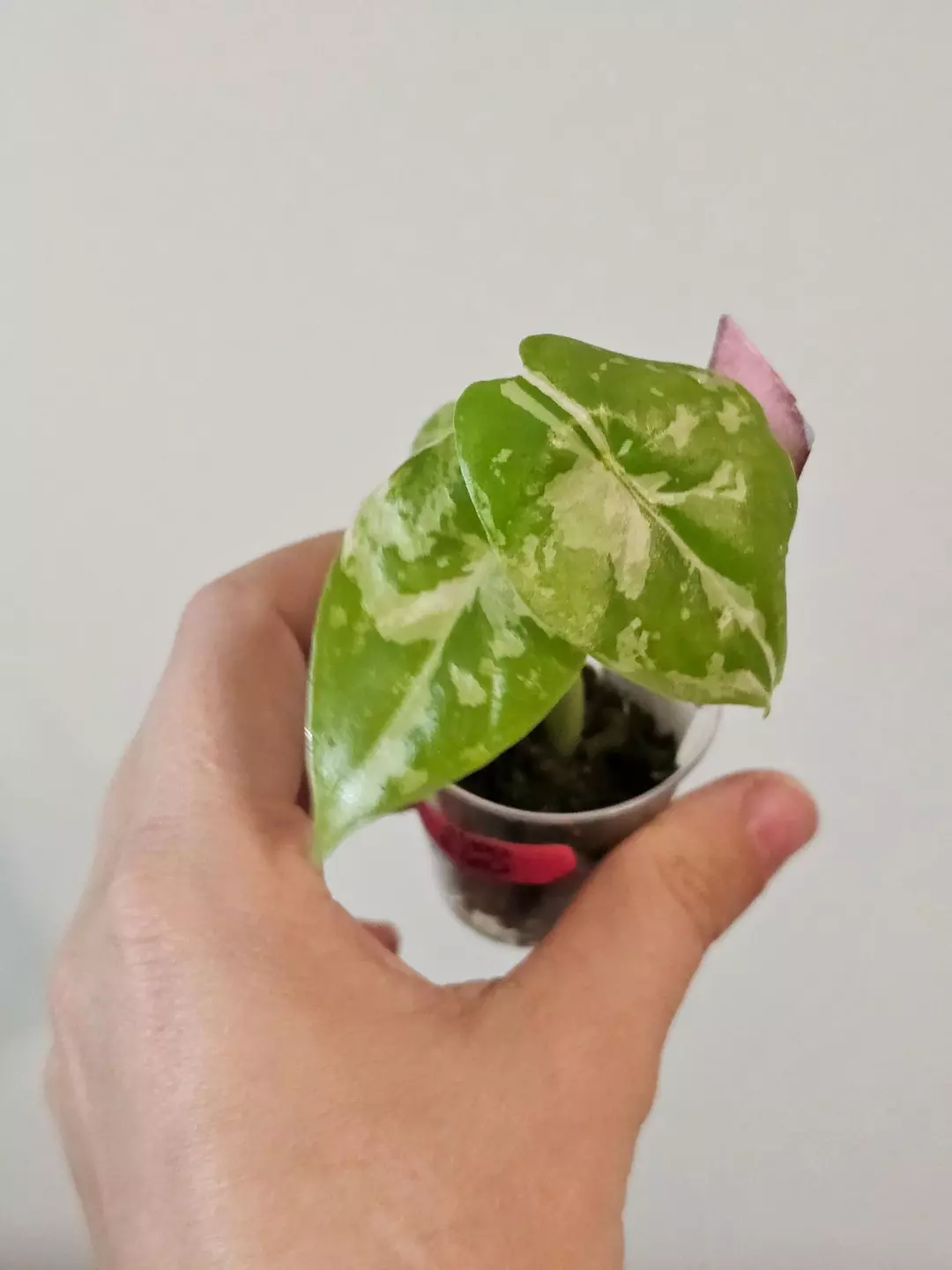 Alocasia fornicata albo thumbnail