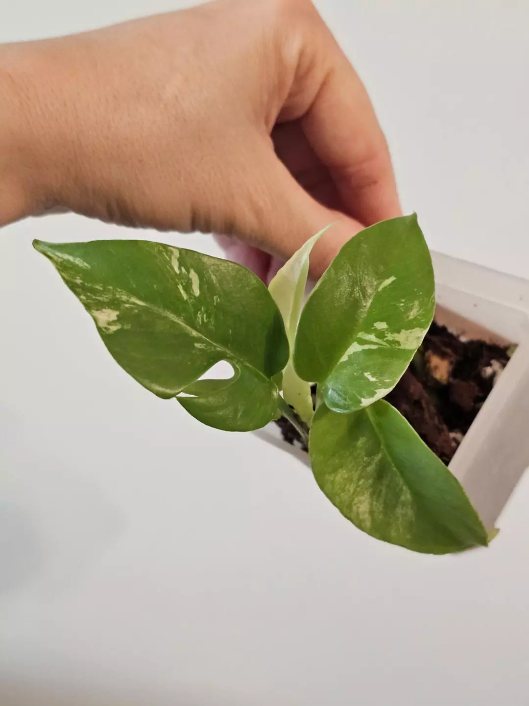 Raphidora tetrasperma mint thumbnail