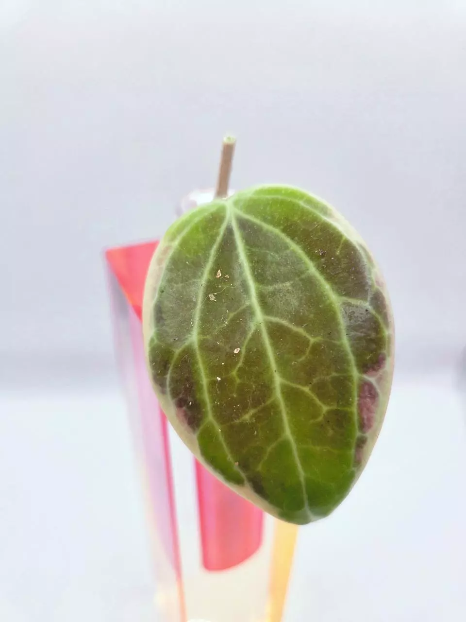 Hoya Quinquenervia Little Plu Cutting Unrooted thumbnail