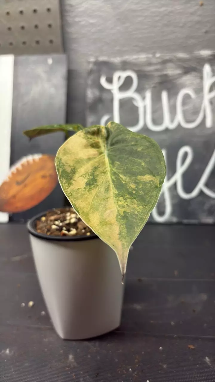 Alocasia Wentii Aurea thumbnail