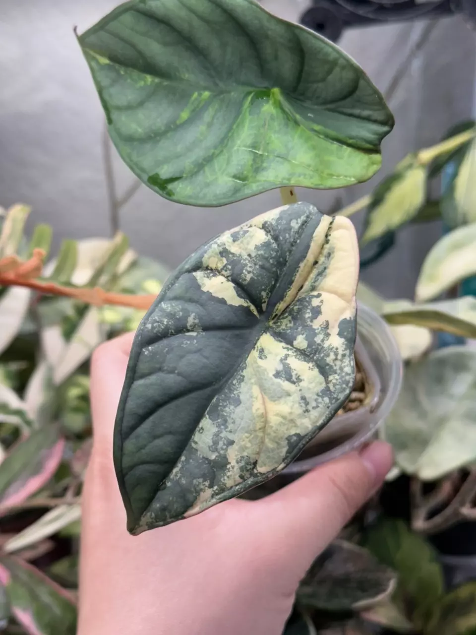 Nebula Aurea Cream mama size thumbnail