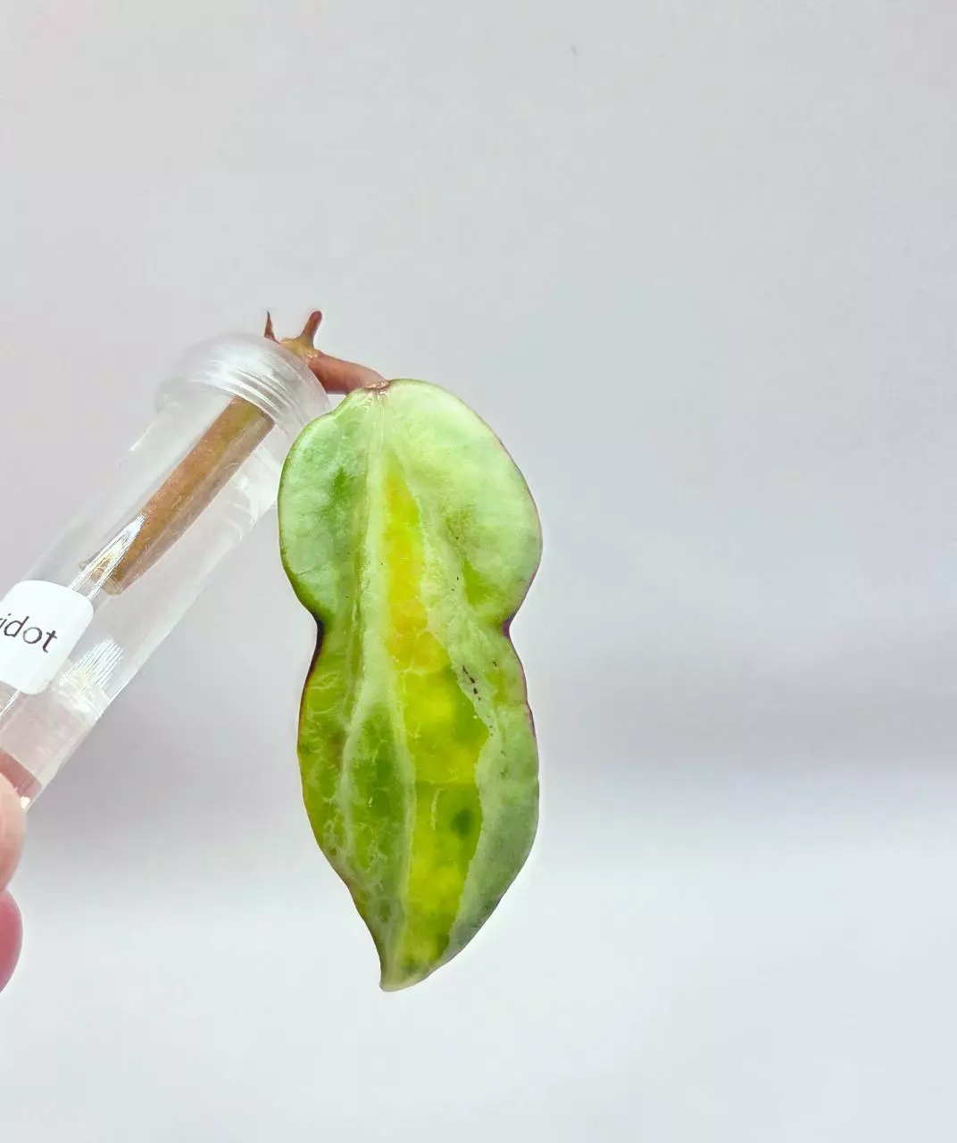 Hoya Latifolia Peridot Cutting Unrooted Top Cut thumbnail