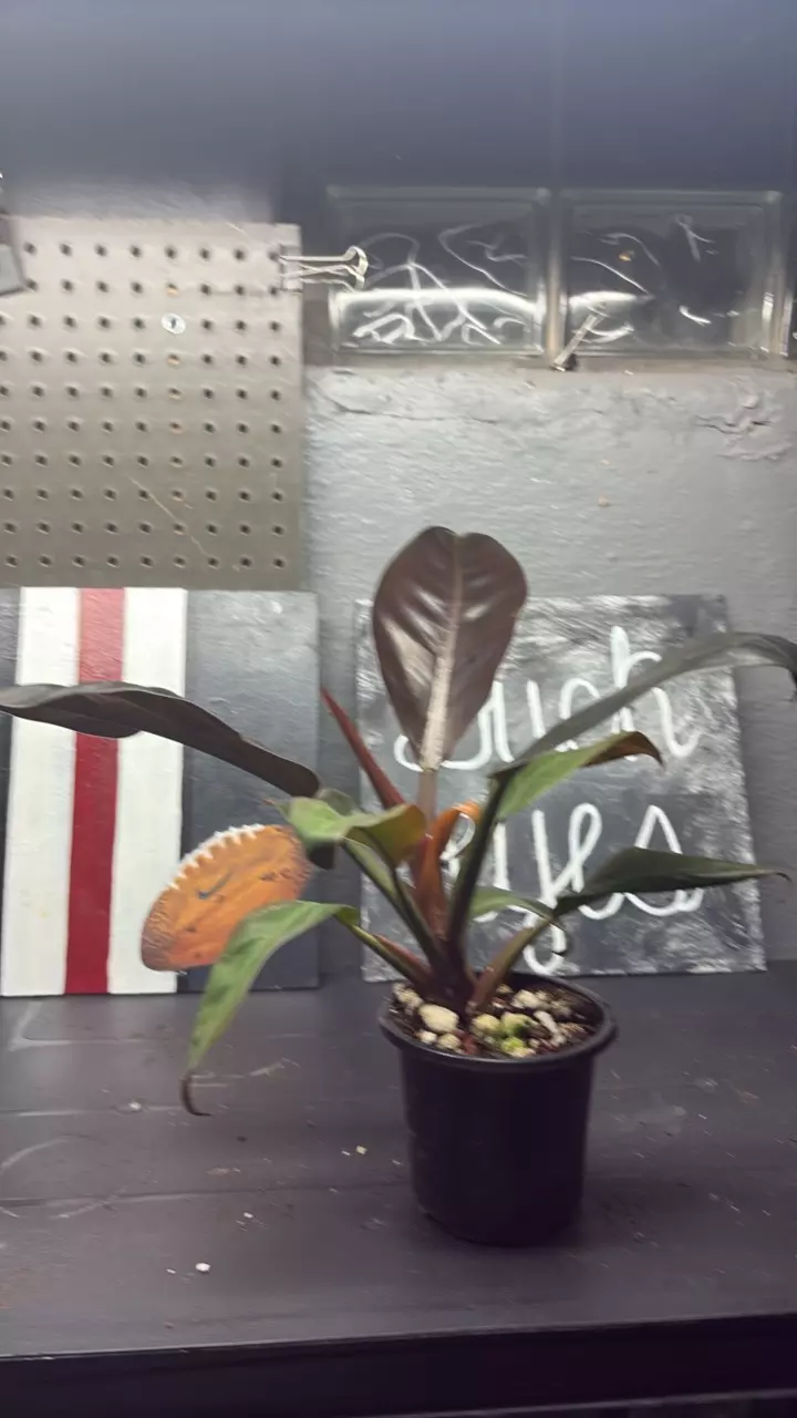 Philodendron Imperial Red thumbnail