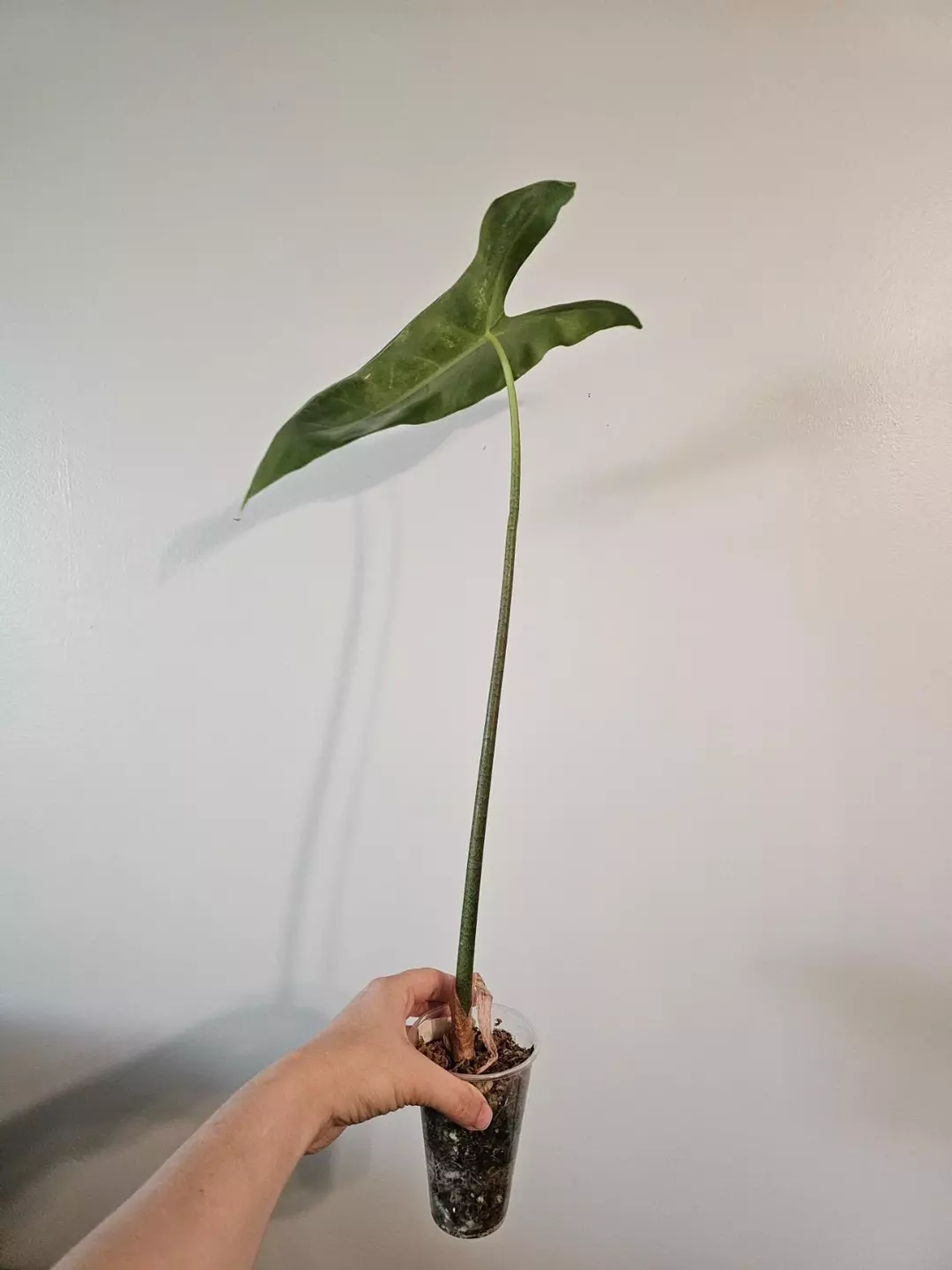 Alocasia longiloba albo thumbnail