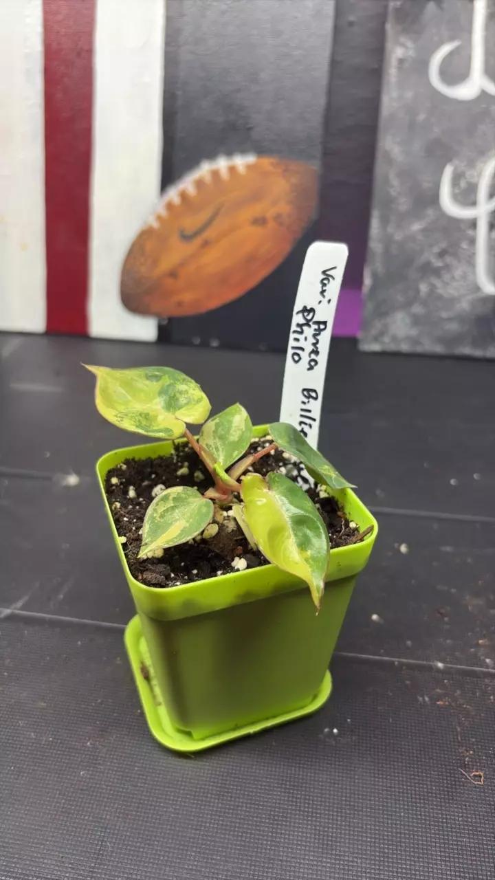 Philodendron Billietiae Variegated thumbnail