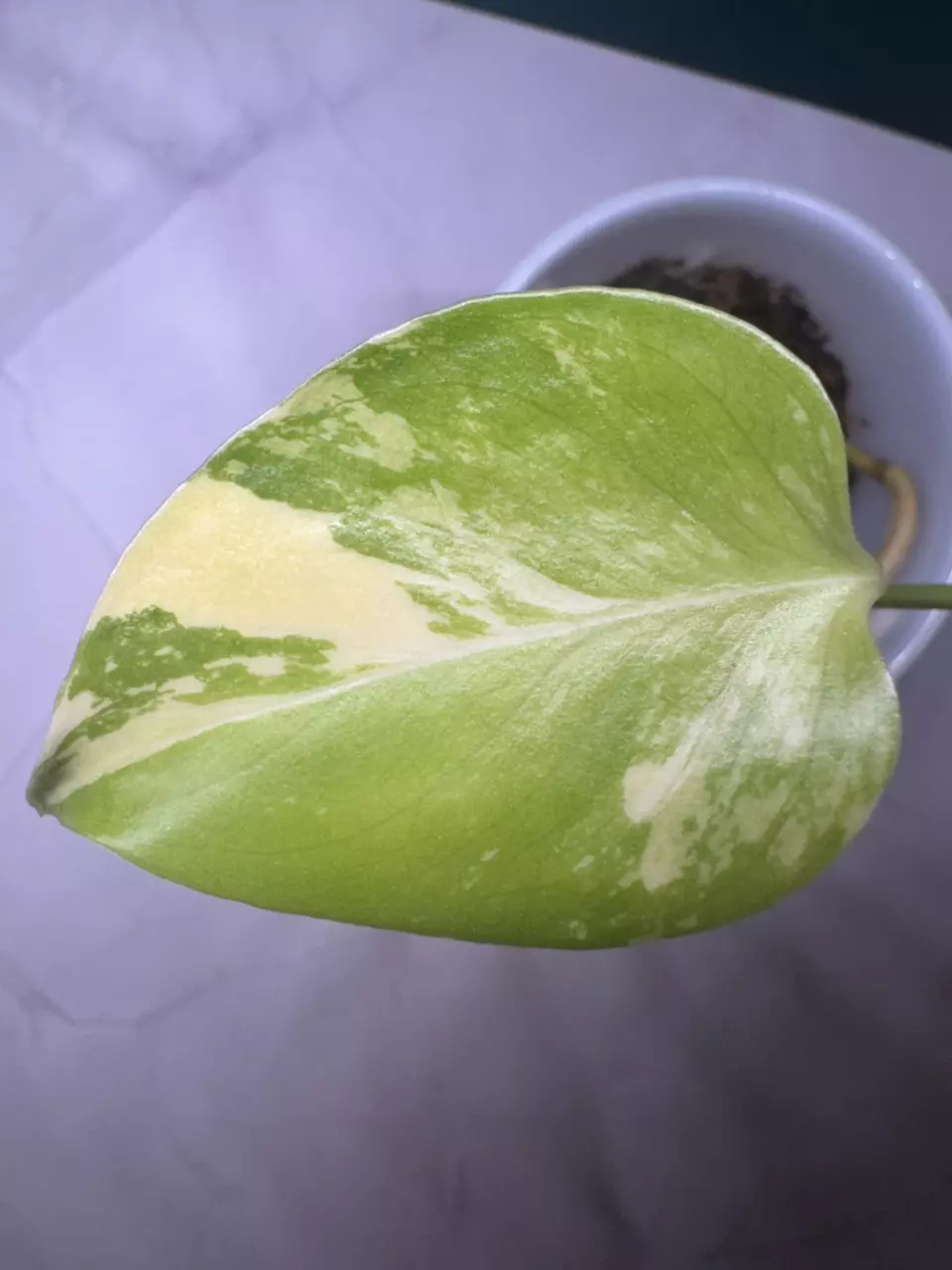 Lemon 🍋Pom Pom thumbnail