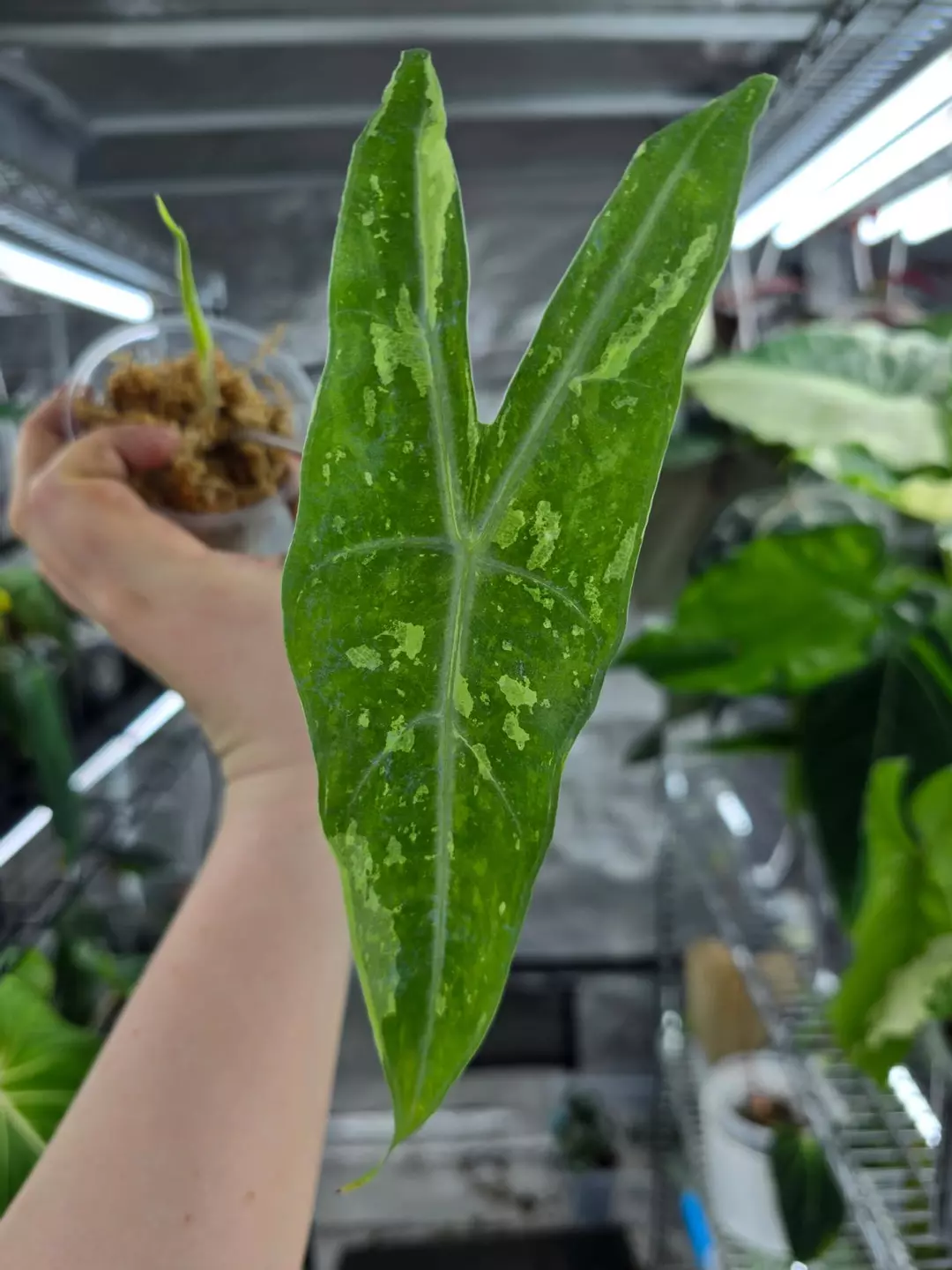 Alocasia Longiloba Forest. One corm, Grower's choice thumbnail