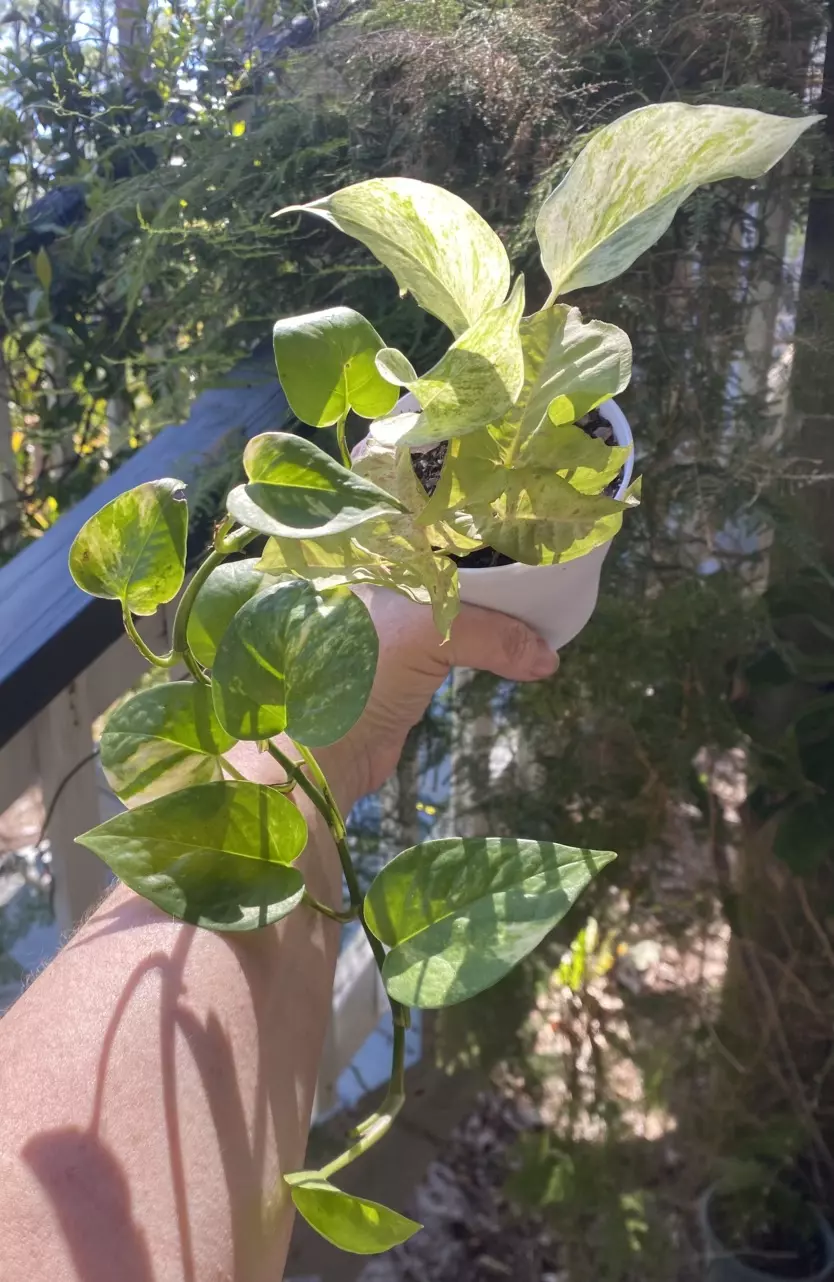 Combo- Snow Queen Pothos, Strawberry Milk Confetti Syngonium & Golden Pothos thumbnail