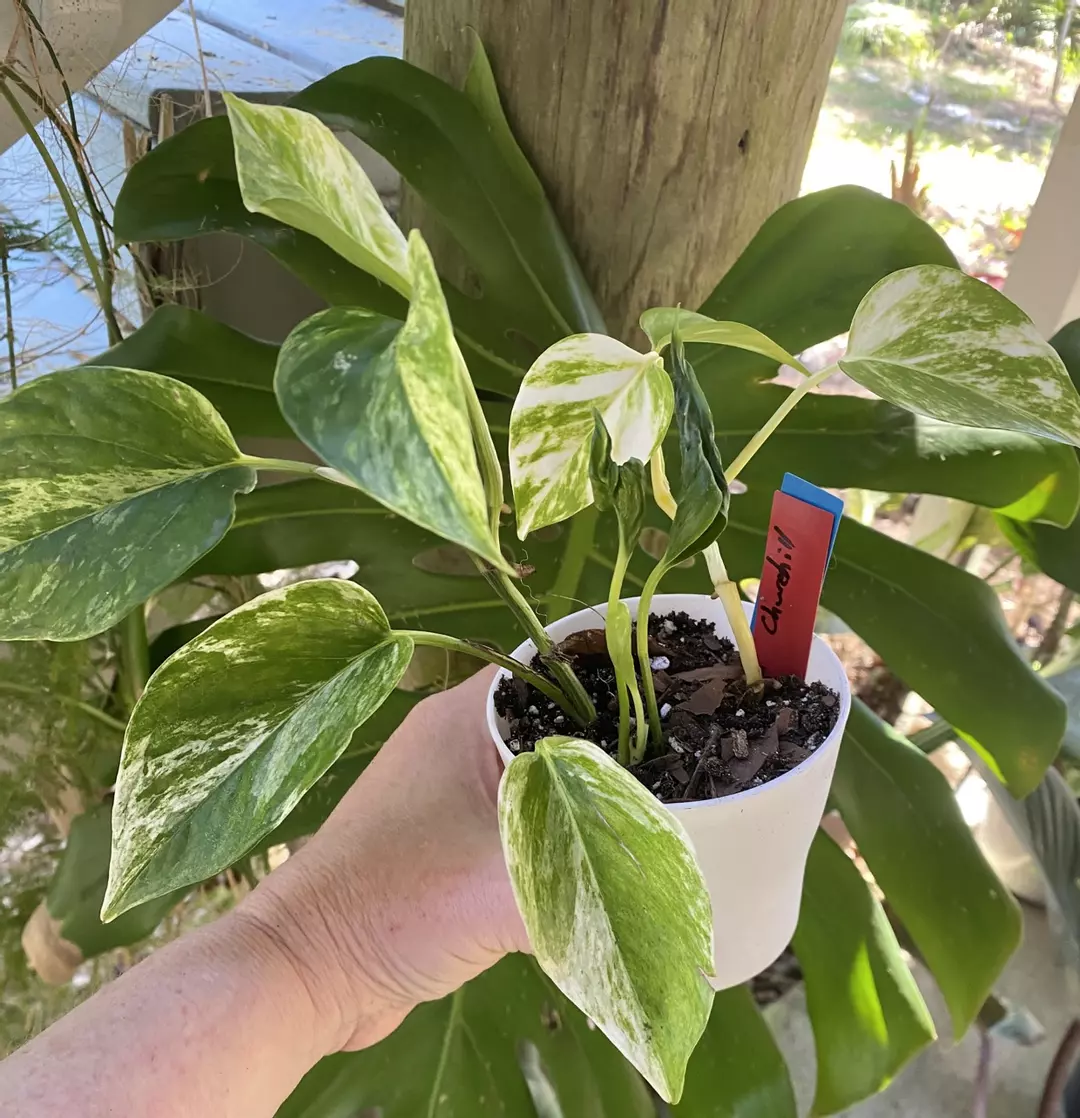 Combo- Shangri La Pothos, Churchill Gold Pothos & Marble Queen Pothos thumbnail