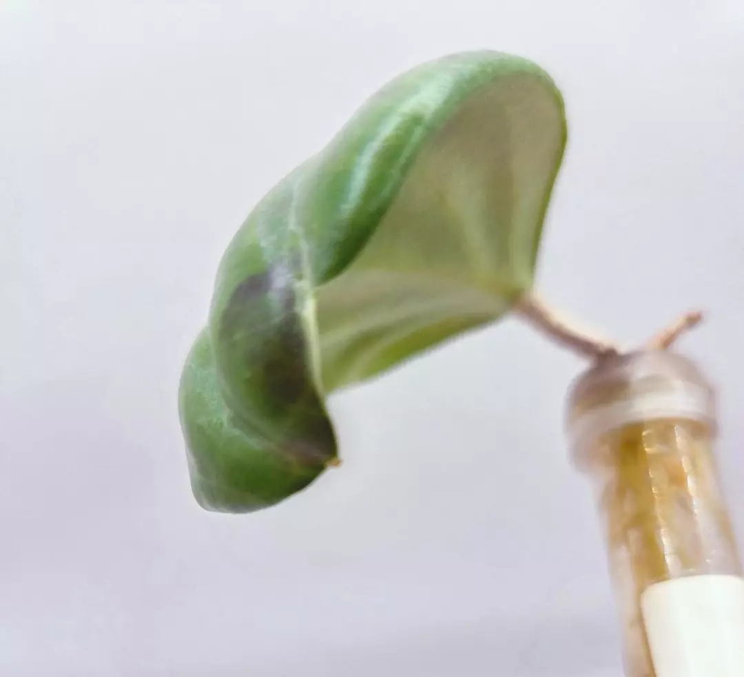 Hoya Quinquenervia Little Plu Cutting thumbnail