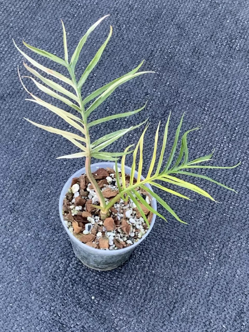 Philodendron Tortum Variegated thumbnail