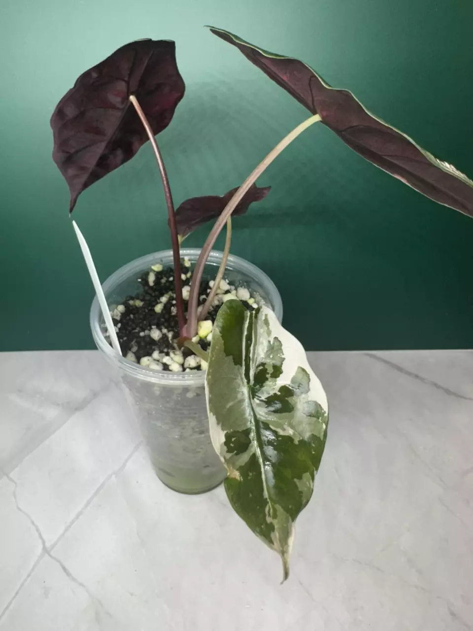 Pink  Chan thumbnail