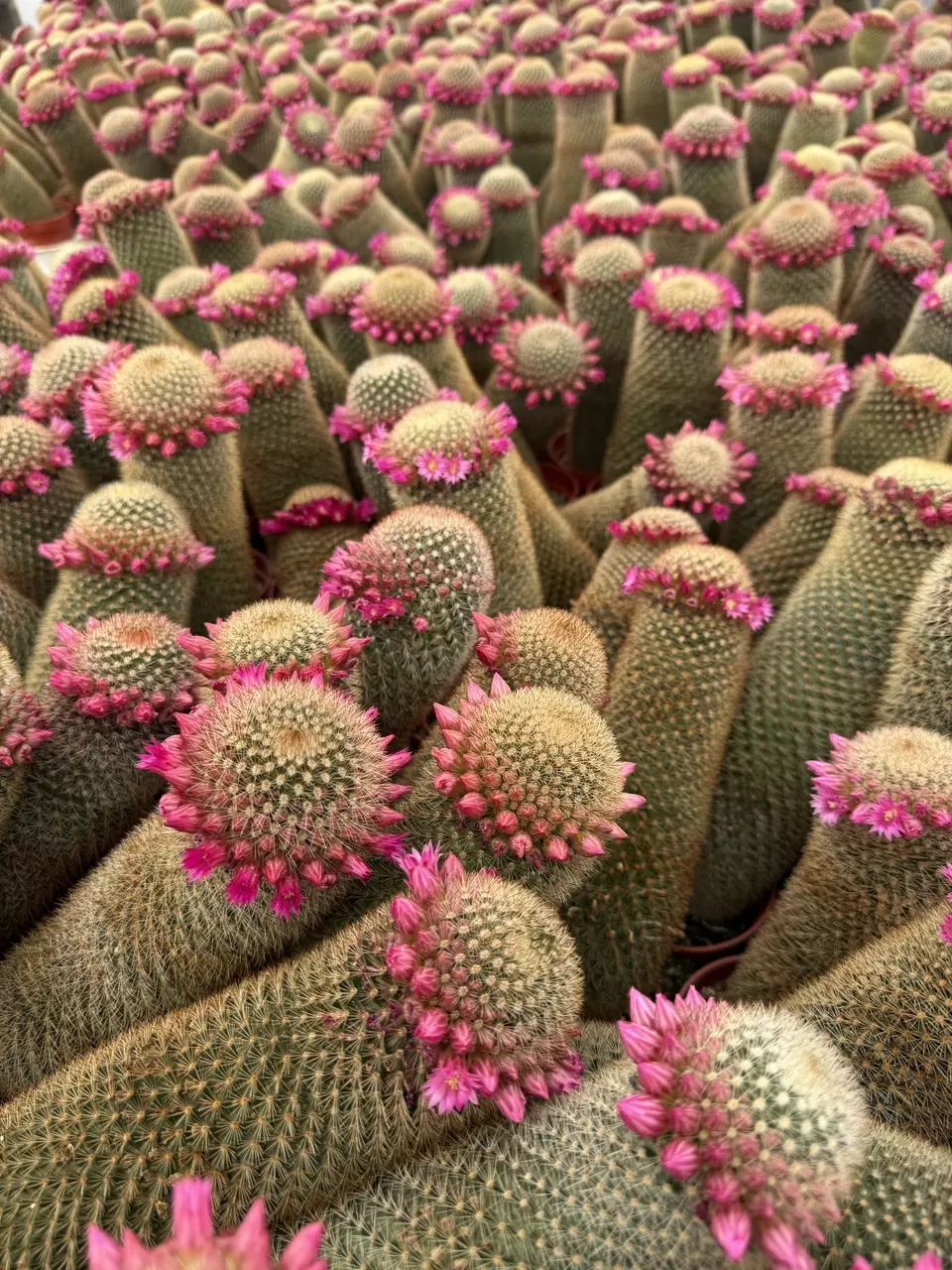 Mammillaria spinosissima thumbnail
