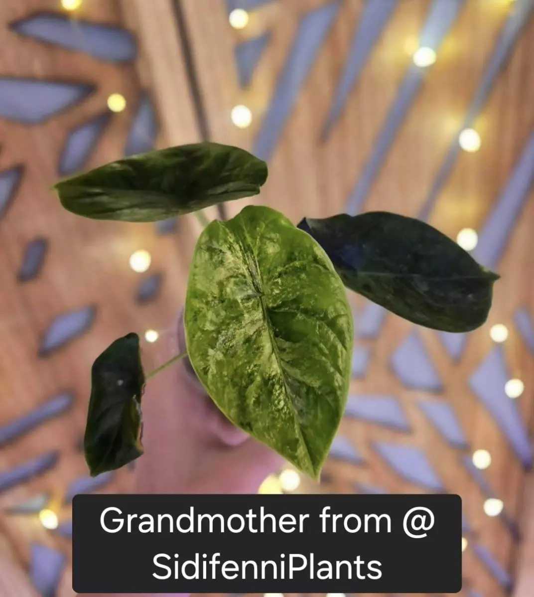 RARE/HTF Alocasia Green Unicorn Tricolor - One corm, grower's choice thumbnail