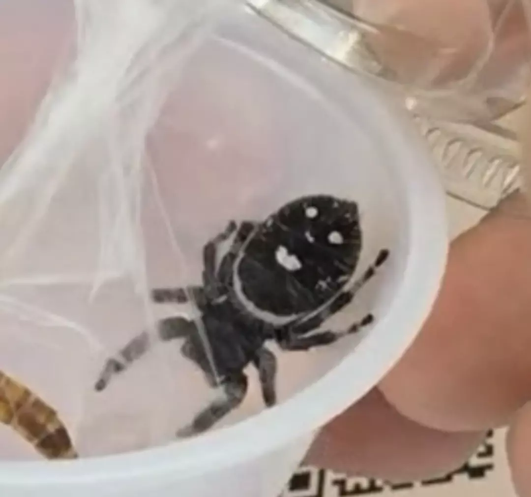 Morticia - Gravid Black and White Regal Jumping Spider thumbnail