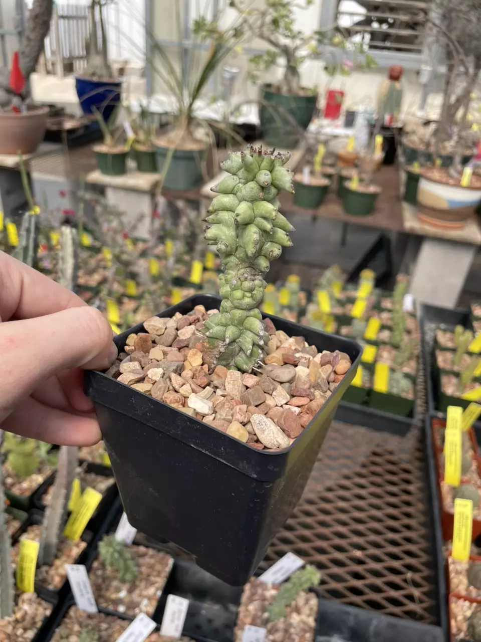 Euphorbia horrida monstrose “kikko” thumbnail