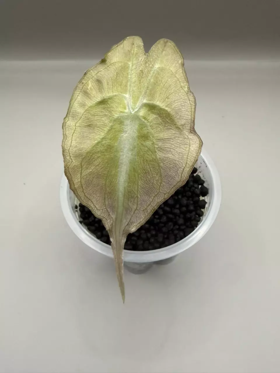 Alocasia Tricolor Venom thumbnail