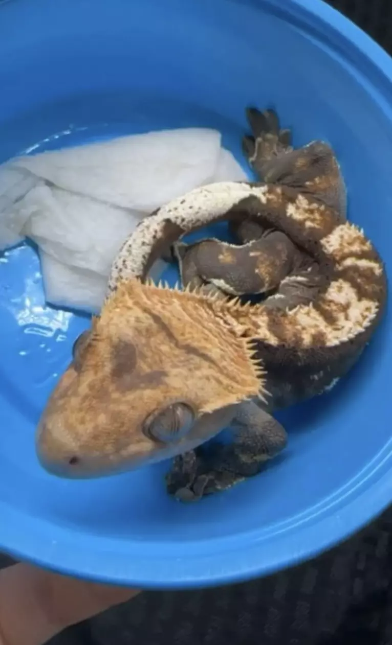 Khan - RTB Possible (probable) fire (het leucistic) thumbnail