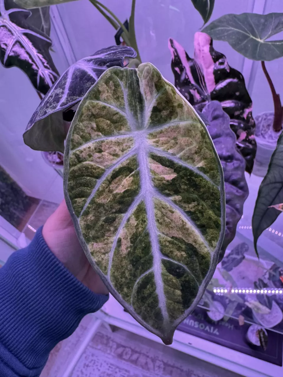 Ninja pink? Corm thumbnail