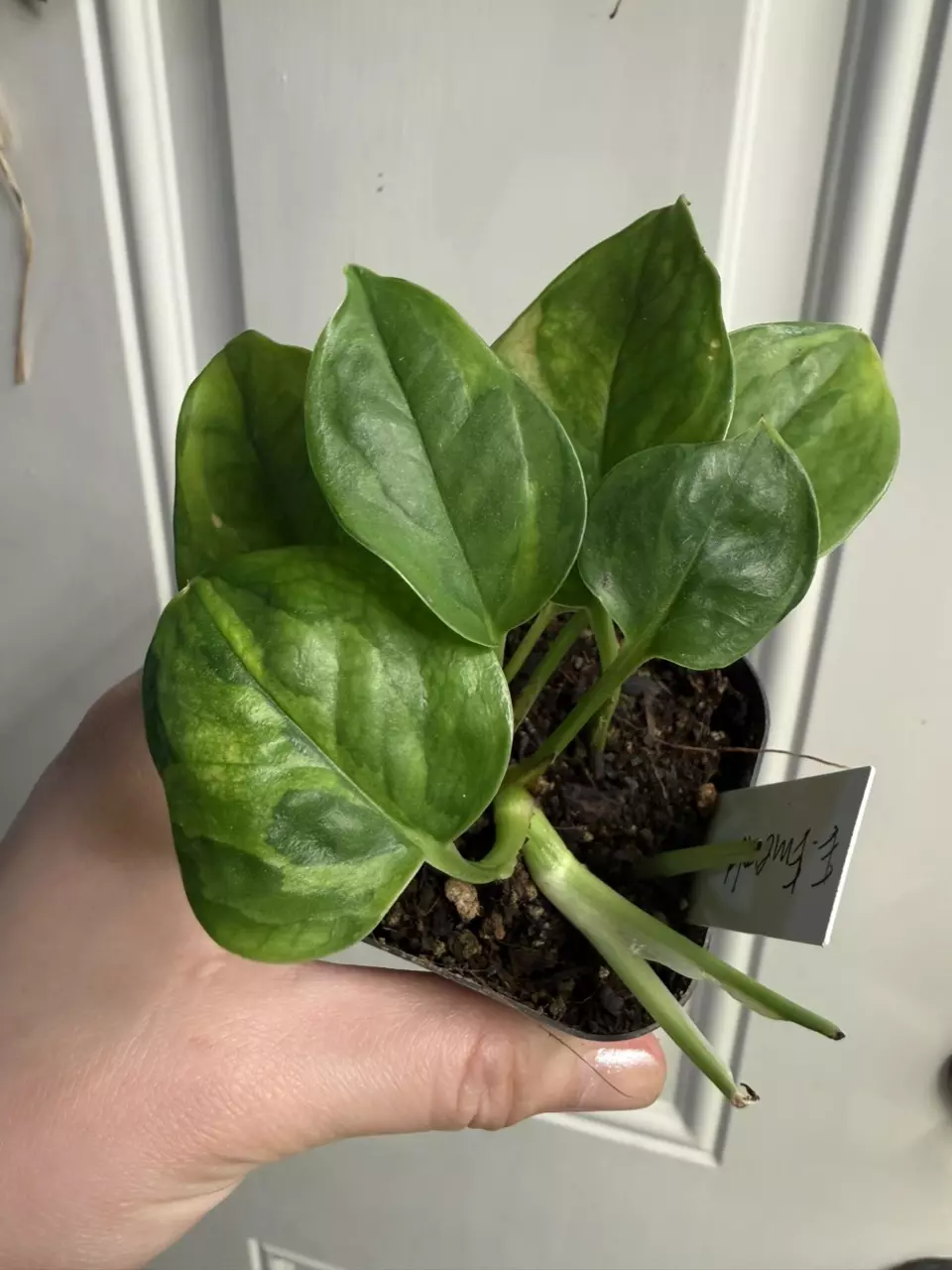 Emerald Pothos/Epipremnum thumbnail
