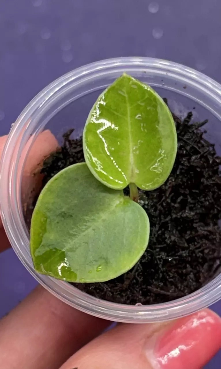 Anthurium Ace of Purple s1 x NSE Portillae thumbnail