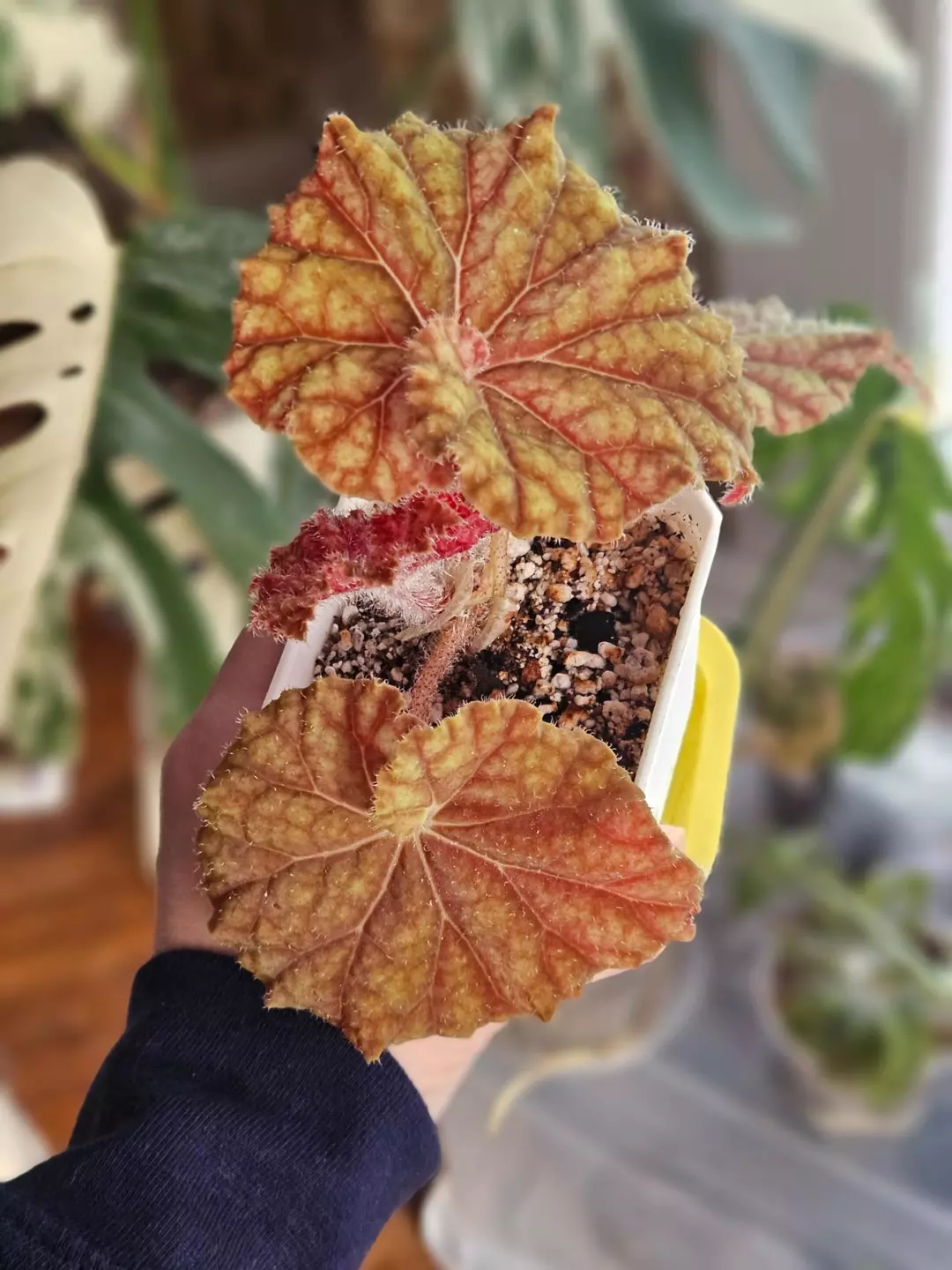 Begonia 'Cowardly Lion' thumbnail