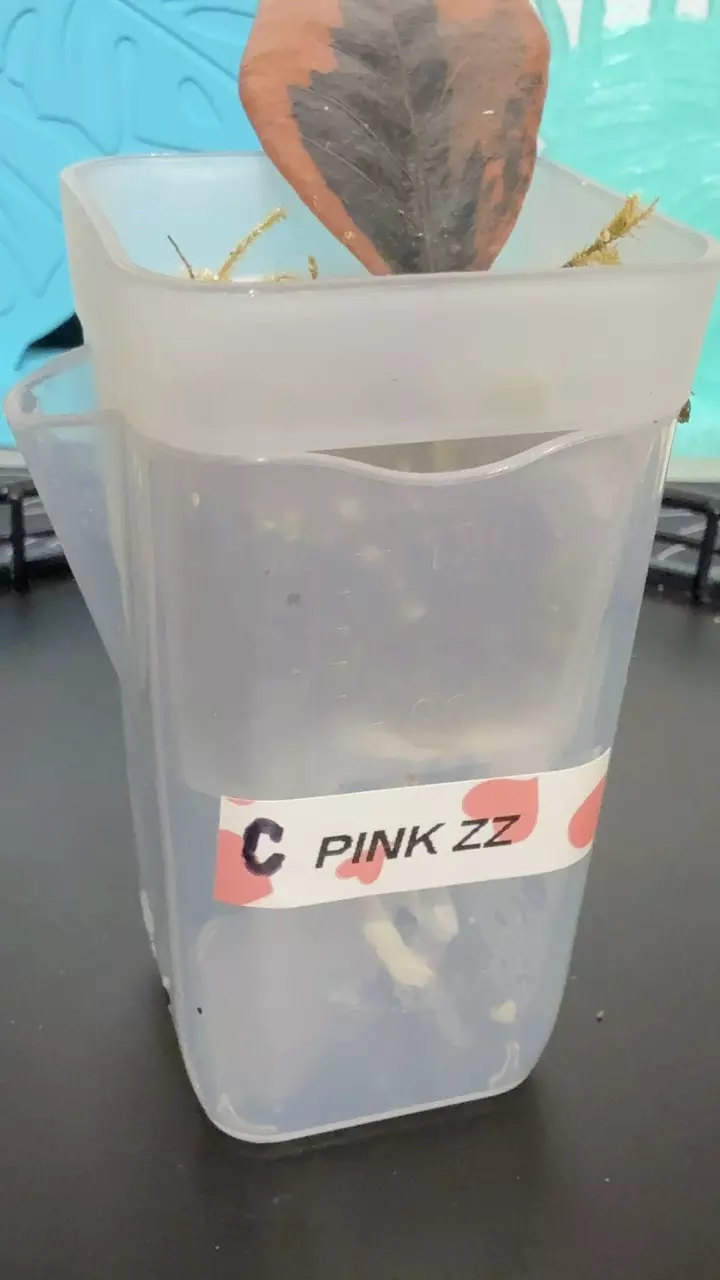 Pink ZZ Raven thumbnail