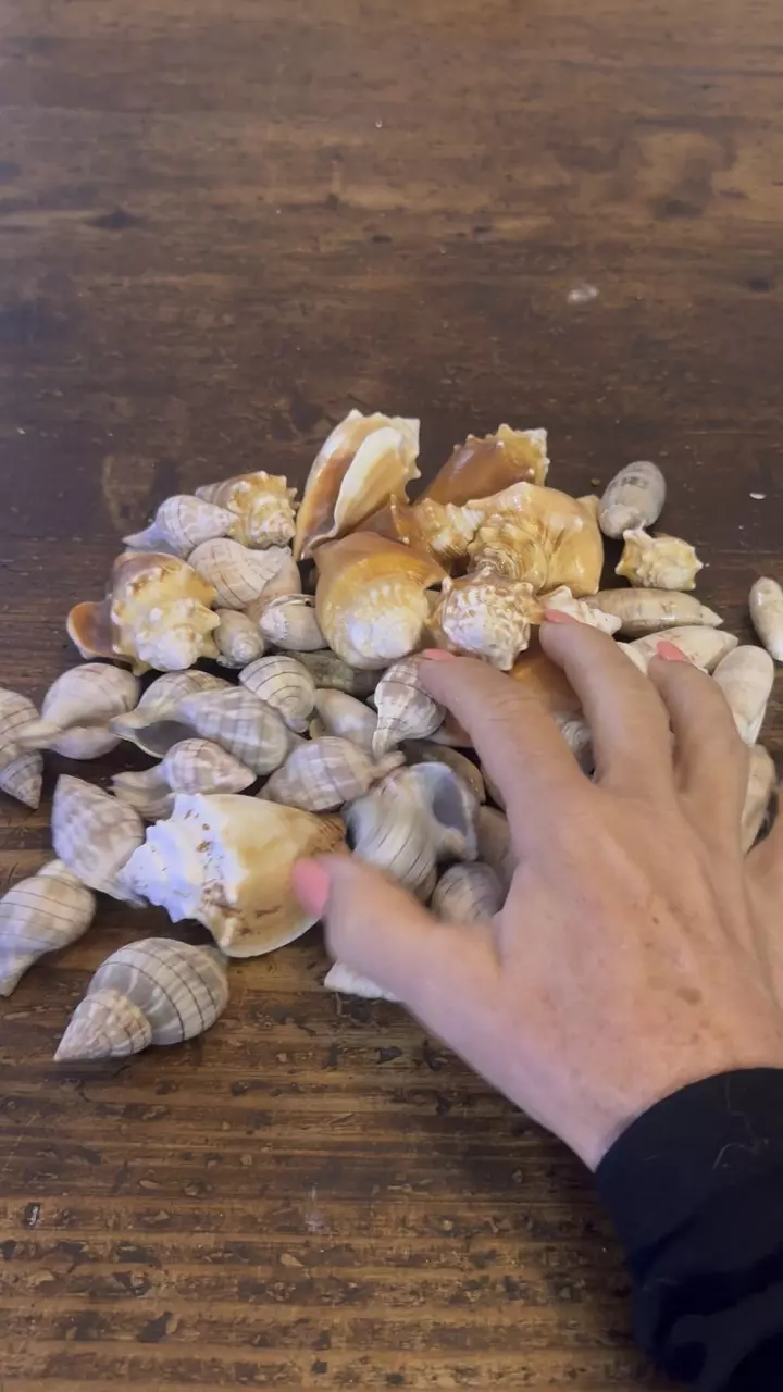 Florida seashell pack thumbnail