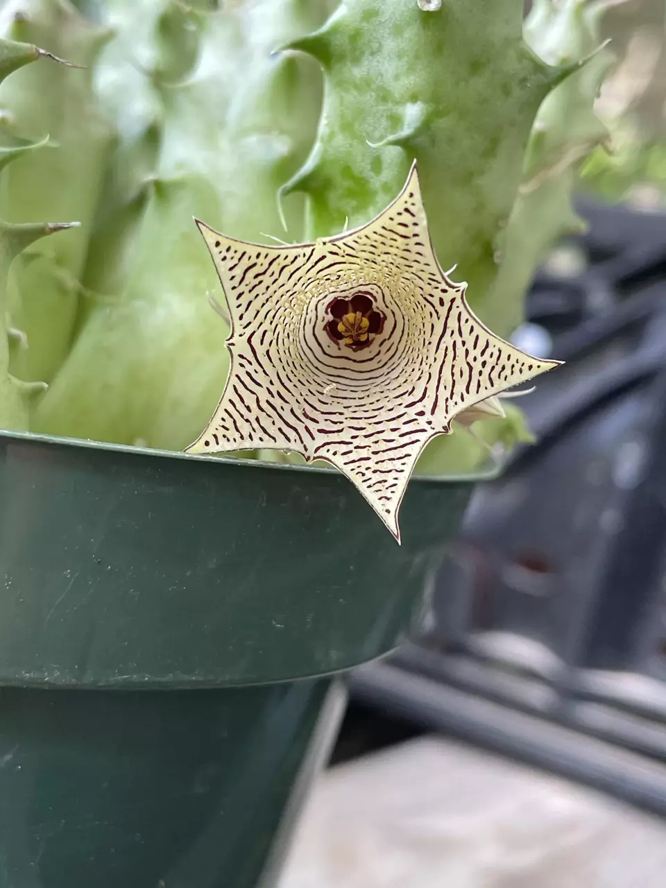 Huernia mccoyi thumbnail