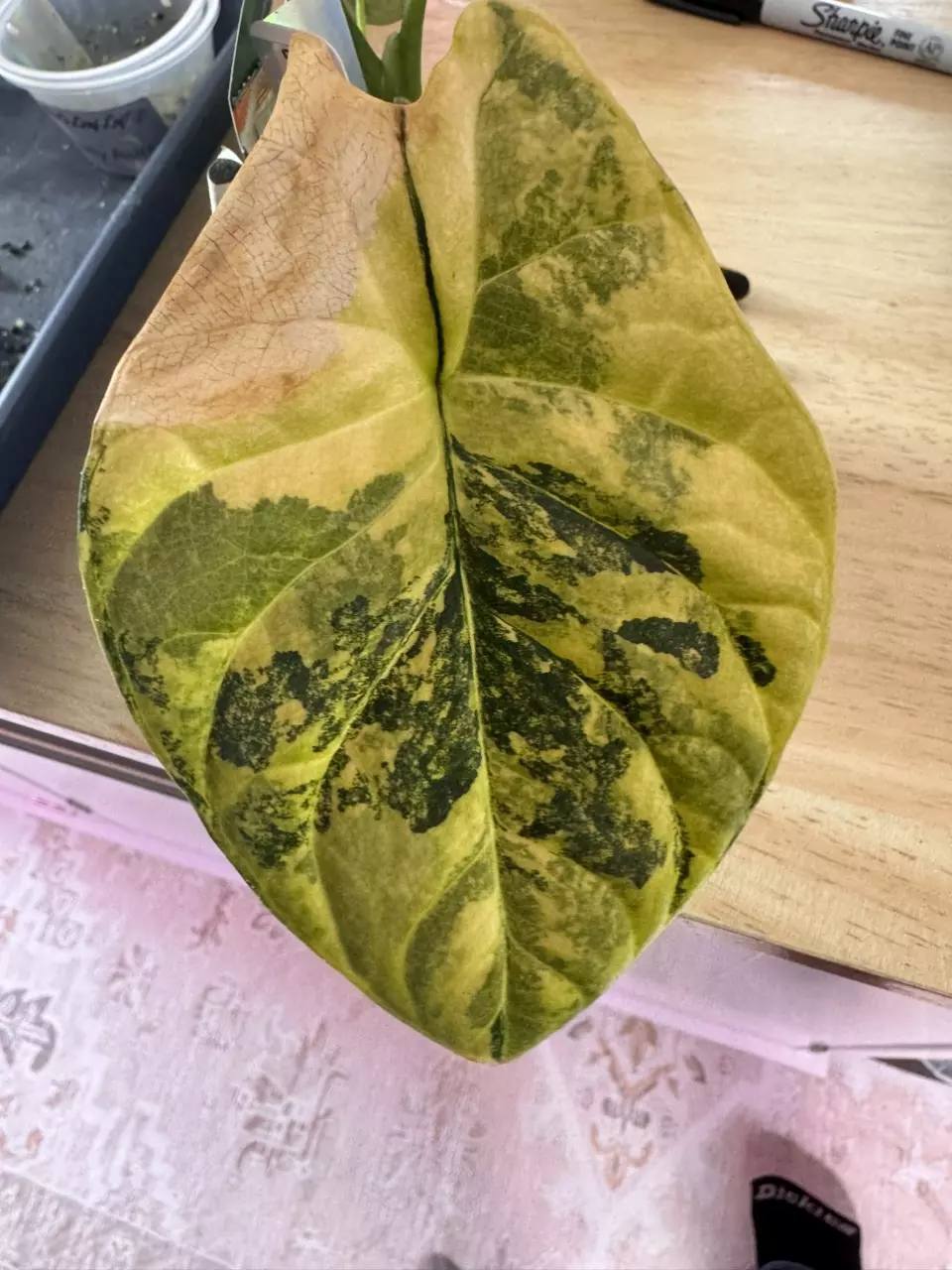 Sinuata Aurea pup thumbnail