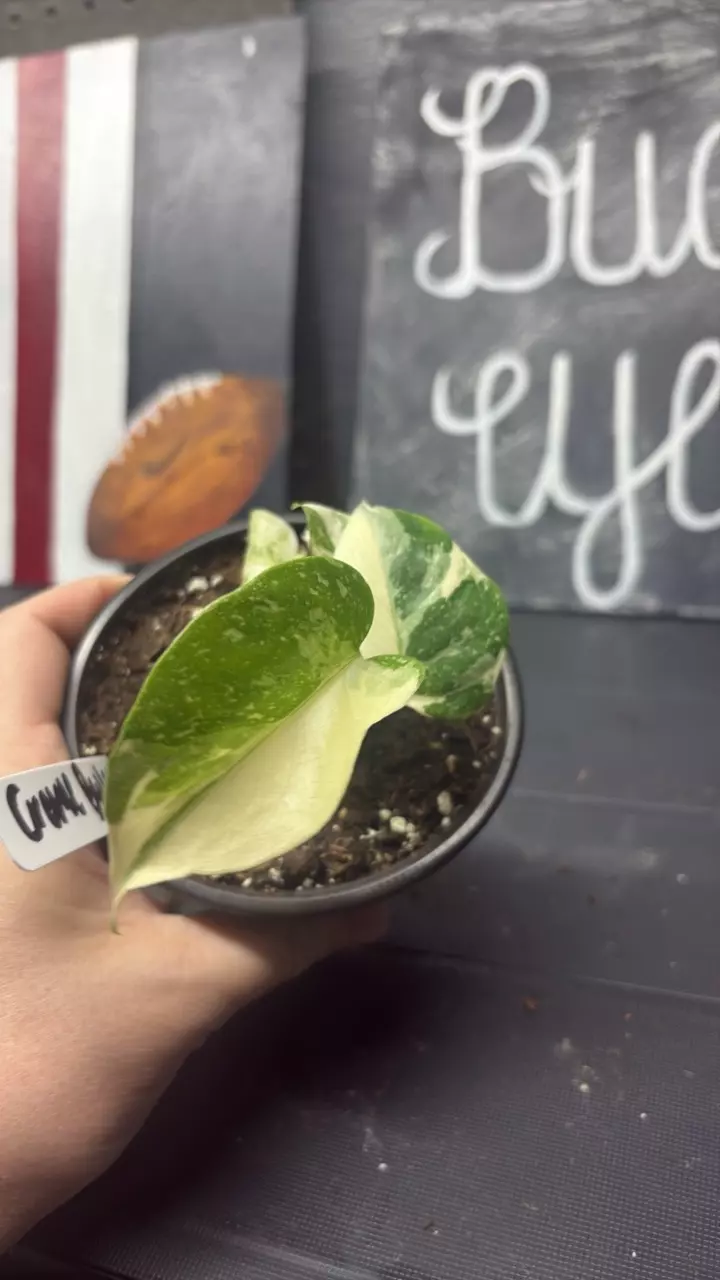 Monstera Crème Brûlée thumbnail