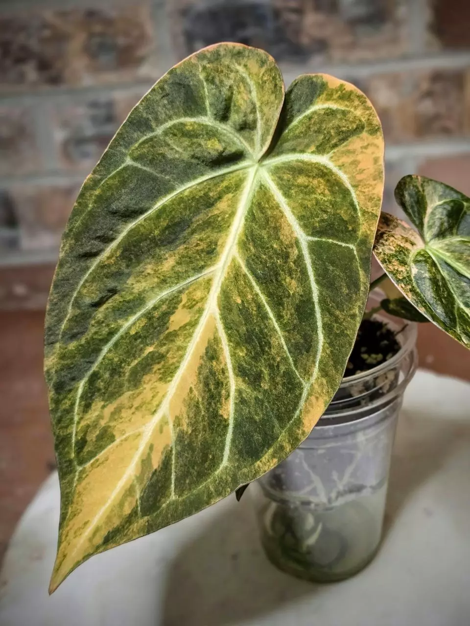 Variegated Anthurium Magna x Hellboy thumbnail