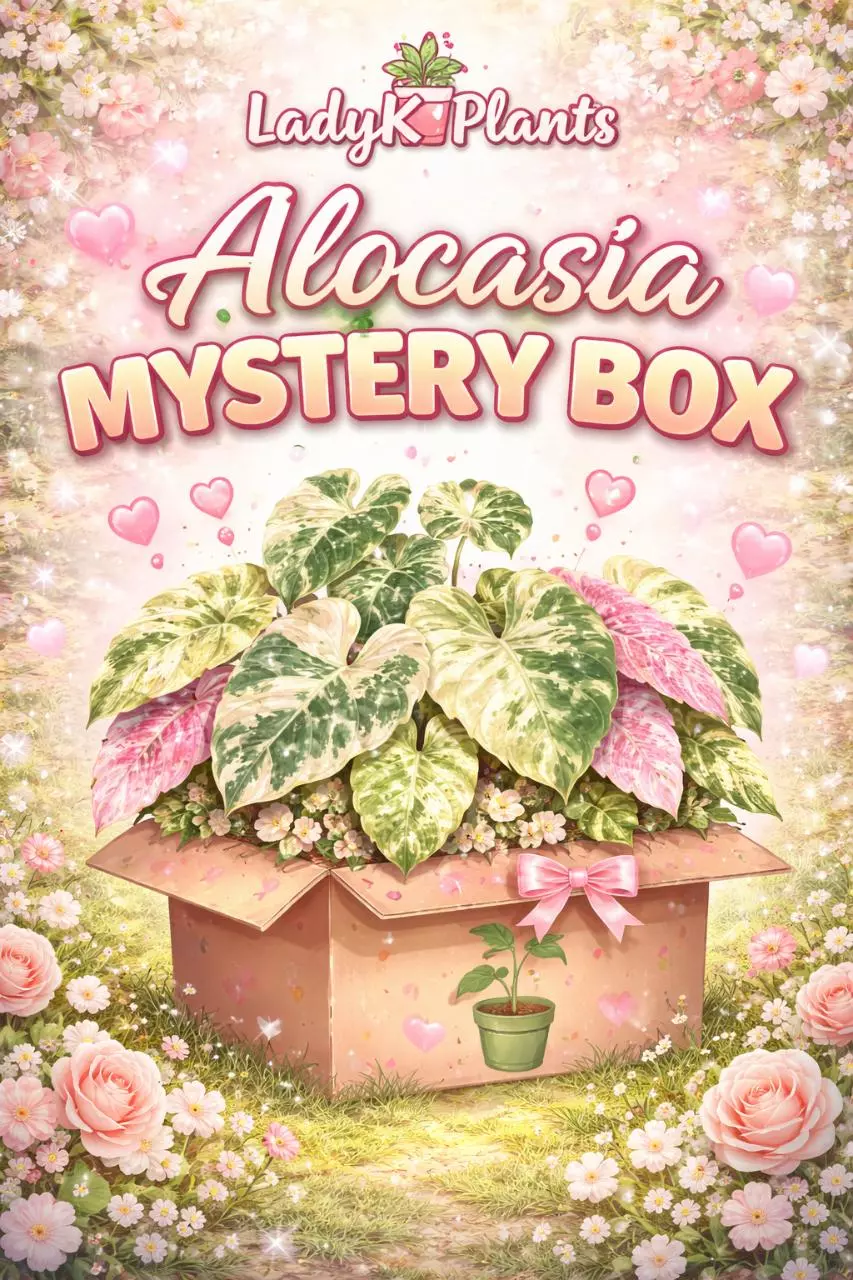 Alocasia Mystery Box thumbnail