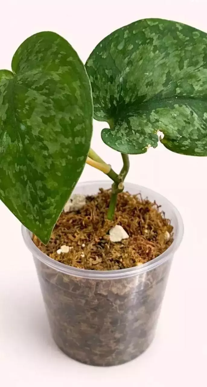 Scindapsus Gunung Salak thumbnail